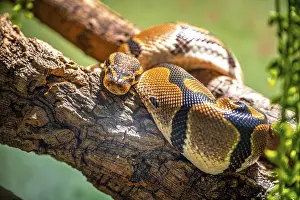 Python: A royal python (Python regius) resting on a branch