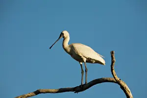 Regia: Royal Spoonbill