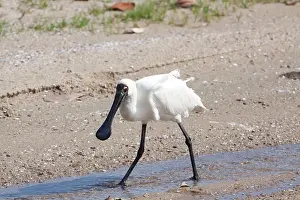 Regia: Royal Spoonbill