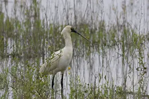Regia: Royal Spoonbill
