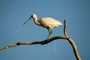 Faeces: Royal Spoonbill - defecating