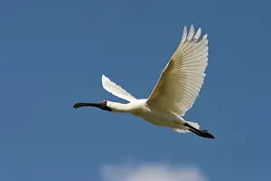 Regia: Royal Spoonbill - In-flight apporaching nest site