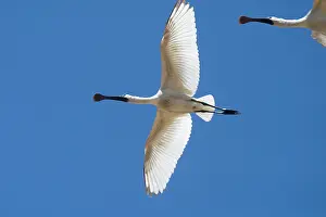 Regia: Royal Spoonbill, juvenile - In flight