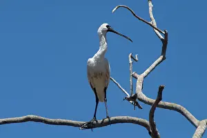 Regia: Royal Spoonbill - In tree