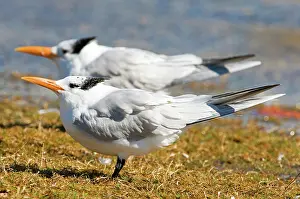 Maxima: Royal Tern