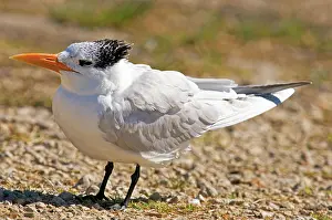 Maxima: Royal Tern