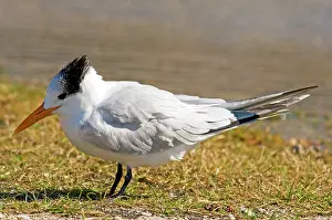 Maxima: Royal Tern