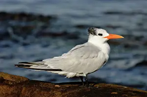 Maxima: Royal Tern