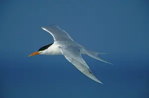 Terns: Royal Tern