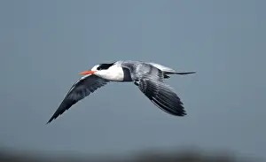 Terns: Royal Tern