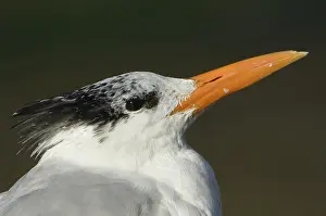 Maxima: Royal Tern