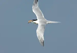 Maxima: Royal Tern flying with fish