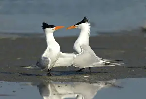 Maxima: Royal Tern pair doing royal dance