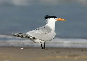 Maxima: Royal Tern (Sterna maxima)