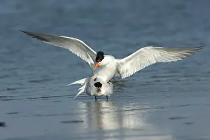 Maxima: Royal Tern (Sterna maxima)