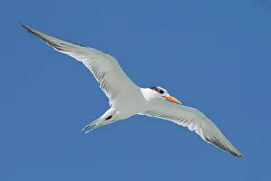 Maria: Royal Tern (Sterna maxima), flying, blue sky, Cayo