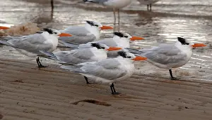 Maxima: Royal Terns