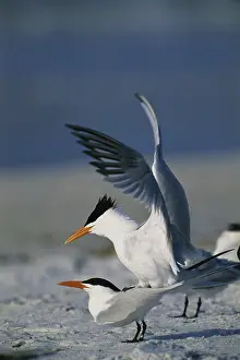 Maxima: Royal Terns