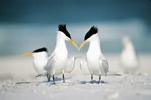 Maxima: Royal Terns