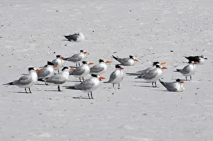 Maxima: Royal Terns