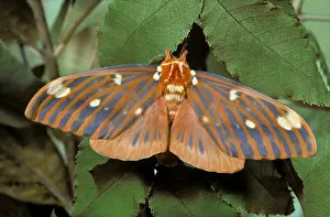 Royal: Royal Walnut Moth, Citheronia regalis