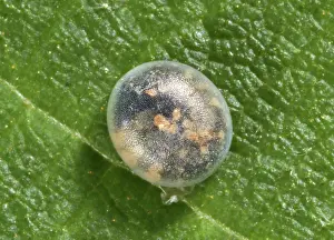 Lifecycle: Royal walnut moth egg