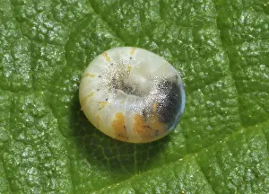 Devil: Royal walnut moth egg
