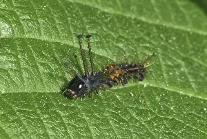 Devil: Royal Walnut Moth Larva