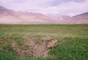 Restricted: RoyleIs Pika / Mouse Hare - female, by burrow