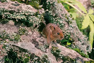 Ochotona: Royle's Pika / Mouse Hare
