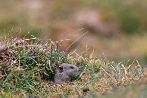 Burrows: Royle's Vole - at burrow entrance at 4600 meters