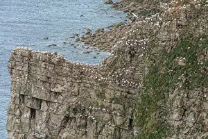 Gannet: RSPB Bempton Cliffs, England, UK