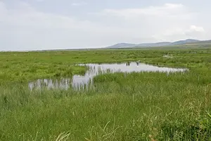 Islay: RSPB wetland reserve