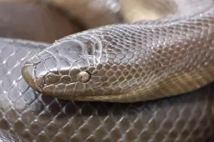 Charina: Rubber Boa