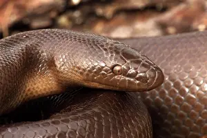 Charina: Rubber Boa