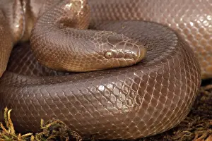 Charina: Rubber Boa