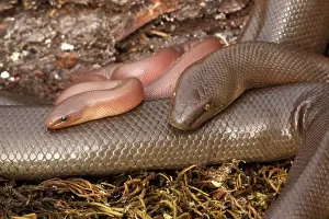 Charina: Rubber Boa