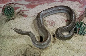 Boas: Rubber Boa