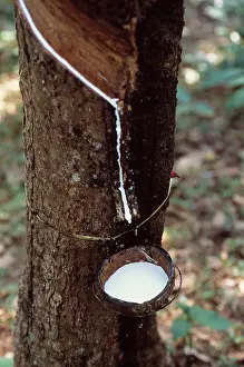 Ficus: Rubber plant
