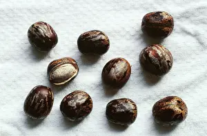 Allen Paterson: Rubber - Seeds