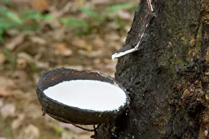 Para: Rubber tapping - a Para Rubber Tree / Parawood