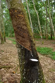 Para: Rubber tapping - a Para Rubber Tree / Parawood