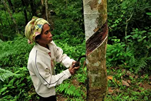 Hevea: Rubber tapping - plantation worker doing incision