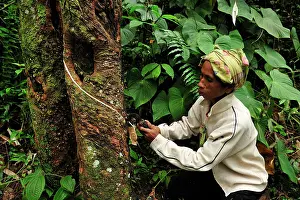Hevea: Rubber tapping - plantation worker doing incision