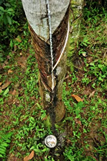Hevea: Rubber tapping - rubber tree