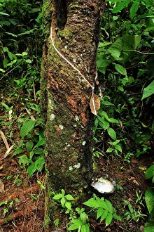 Hevea: Rubber tapping - rubber tree