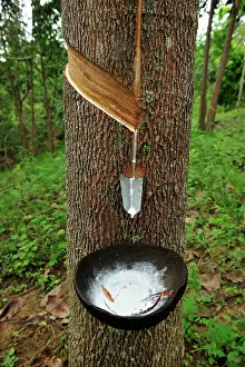 Gunung: Rubber tapping - rubber tree - beside Gunung Leuser