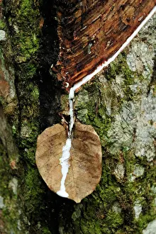 Funnel: Rubber tapping - rubber tree - using leaf as funnel