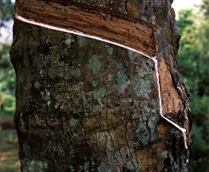 Hevea: Rubber Tree