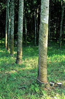 Materials: Rubber Tree